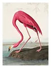Animales