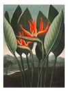 Botánica y Naturaleza